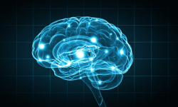 240425-Brain---Image-ESB-Professional-via-shutterstock.png