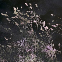 'Plants', fotomontage. Beeld: Suzan van Lieshout
