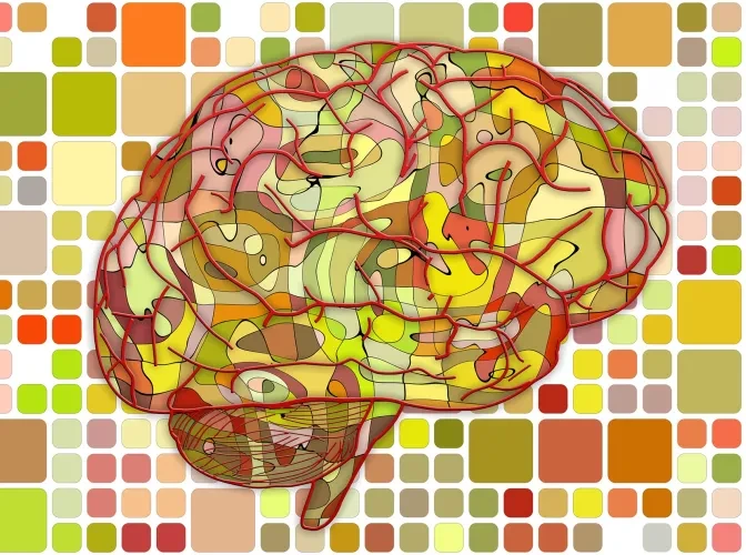 Het verouderende brein Radboud Reflects