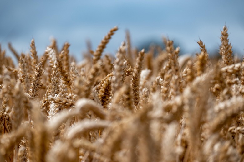 Voedselzekerheid - Beeld lhannemann via Pixabay .jpg